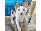 Tory Domestic Shorthair Kitten Female