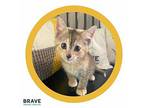 Fennec Domestic Shorthair Kitten Female