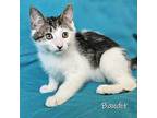 Bandit Domestic Shorthair Kitten Male