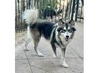 Wolfie Husky Puppy Male