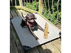 Nyla American Pit Bull Terrier Young Female
