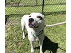 Papaya American Pit Bull Terrier Young Female