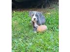 Duff American Pit Bull Terrier Puppy Male