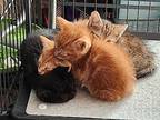 Cayenne Domestic Shorthair Kitten Female