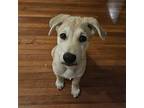 Basil Mixed Breed (Medium) Puppy Male