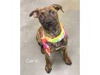 Adopt Carin a Pit Bull Terrier