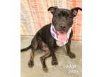 Adopt Judge Judy a Pit Bull Terrier