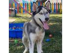 Adopt Stormy a Husky