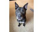 Adopt Roxie a Pit Bull Terrier, Mixed Breed