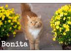 Adopt BONITA a Domestic Long Hair
