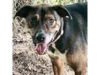 Adopt Tippy a Mixed Breed
