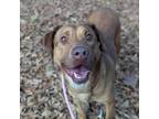 Adopt Breanna a Labrador Retriever