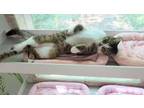Adopt Buttons a Domestic Short Hair