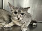 Adopt Kit a Domestic Short Hair