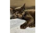 Adopt Holly a Domestic Short Hair
