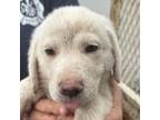 Adopt Sadie a Beagle