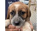Adopt Penelope a Beagle