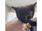 Adopt Licorice a Domestic Short Hair