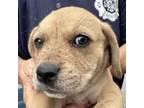 Adopt Maddie a Beagle