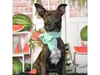 Adopt Muneca a Dutch Shepherd