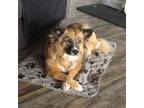 Adopt Sunny a Australian Shepherd
