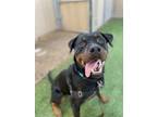 Adopt Illy a Rottweiler
