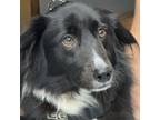 Adopt ROSANNA a Border Collie