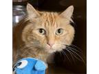 Adopt BELLA bonded to BAILEY a Domestic Long Hair