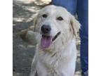 Adopt STELLA a Golden Retriever