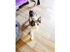 Adopt Kitten 25610 (Ivy) a Dilute Calico