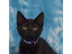 Adopt Espresso a Domestic Short Hair
