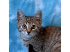 Adopt Persimmon a Domestic Short Hair