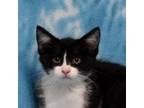 Adopt Latte a Domestic Short Hair
