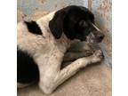 Adopt Ophilia a Terrier, Mixed Breed