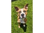 Adopt Snickerdoodle a Pit Bull Terrier, Mixed Breed