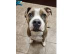 Adopt Hufflepup a Pit Bull Terrier, Mixed Breed