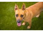 Adopt Duchess a Black Mouth Cur, Mixed Breed