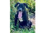 Adopt Rogue a Labrador Retriever, Mixed Breed