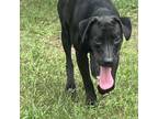 Adopt Harper a Mixed Breed
