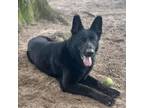 Adopt Stella a Mixed Breed, German Shepherd Dog