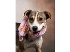 Adopt Jezelle a Collie, Mixed Breed