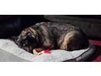 Adopt BELLA- VERY LAID BACK GIRL a German Shepherd Dog, Chow Chow