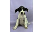 Adopt Juniper a Boxer, Mixed Breed