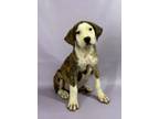 Adopt Jane a Boxer, Mixed Breed