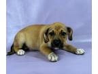 Adopt Cammie a Shetland Sheepdog / Sheltie, Chesapeake Bay Retriever