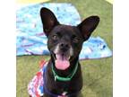 Adopt Izzy a Miniature Pinscher