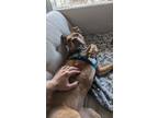 Adopt Coco a Pit Bull Terrier, Mixed Breed