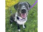 Adopt Miss Luna a Catahoula Leopard Dog, Mixed Breed
