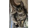 Adopt Raven a Oriental Short Hair