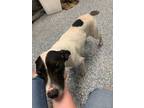Adopt Kansas a Mixed Breed